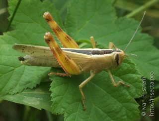 Thisoicetrinus pterostichus