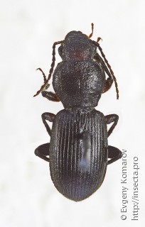 Eocarterus propagator