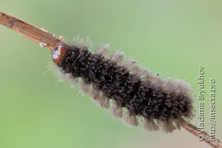 Cybosia mesomella