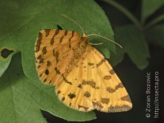 Pseudopanthera macularia