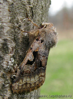 Имаго  (Orthosia gothica)