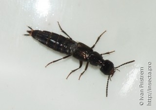 Staphylinidae