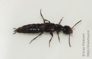 Staphylinidae