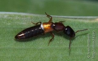 Staphylinidae