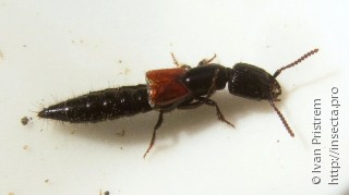 Staphylinidae