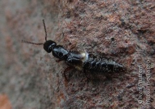 Staphylinidae