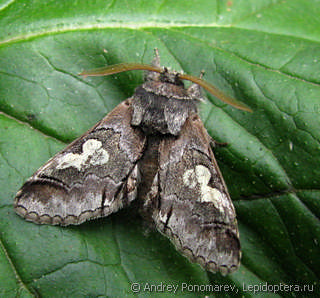 Diloba caeruleocephala