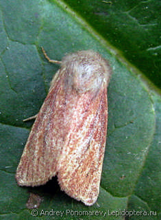 Denticucullus pygmina