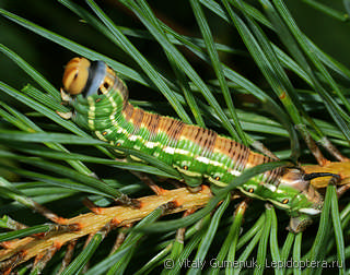 Hyloicus pinastri