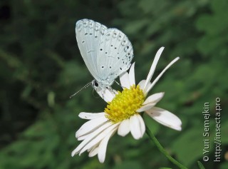 Celastrina ladonides