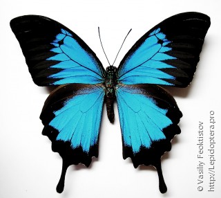 Самец  (Papilio ulysses)
