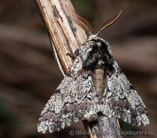 Biston strataria