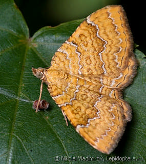 Самка  (Camptogramma bilineata)