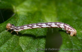 Eupithecia centaureata