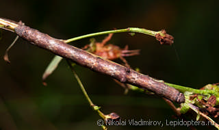 Hypomecis roboraria