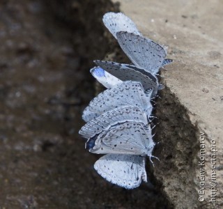 Celastrina ladonides