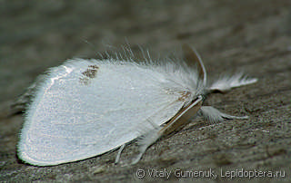 Euproctis similis