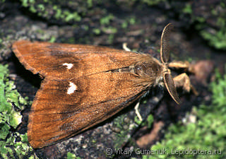 Самец  (Orgyia antiqua)