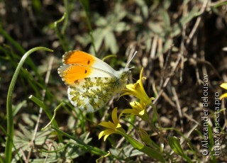 Anthocharis cardamines