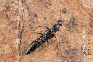 Staphylinidae