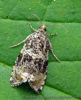 Имаго  (Celypha lacunana)