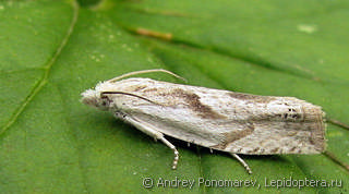 Eucosma metzneriana