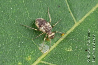 Mesopsocidae