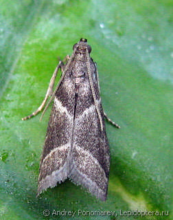 Nyctegretis triangulella