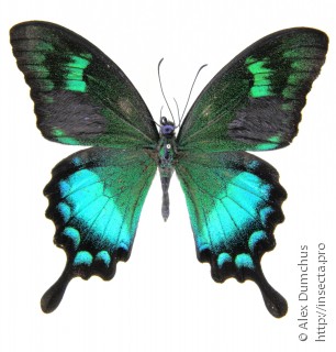 Самец  Papilio neumoegeni