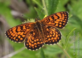 Melitaea ambigua