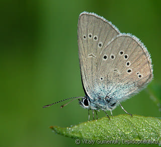 Cyaniris semiargus