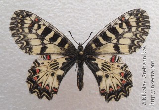 Zerynthia polyxena