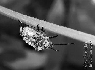Личинка  Pentatoma japonica