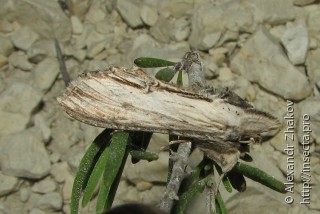 Имаго  Cucullia lanceolata