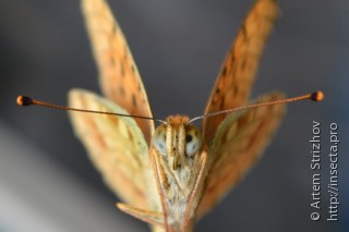 Argynnis adippe