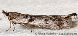Zophodia grossulariella