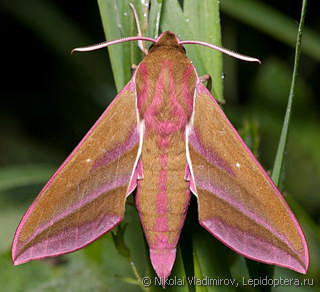 Deilephila elpenor