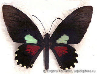 Самец  Parides aeneas