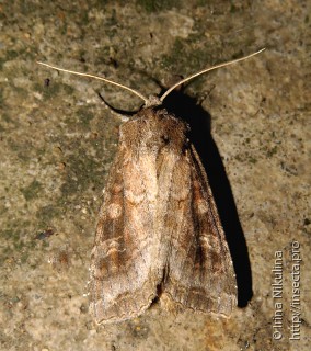 Polia bombycina grisea