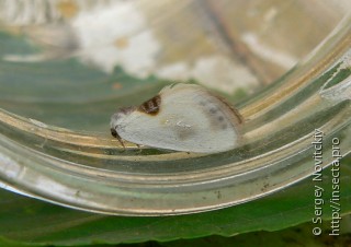 Cilix asiatica