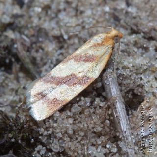 Clepsis pallidana
