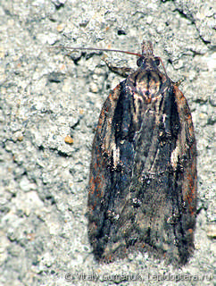 Acleris umbrana