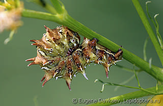 Личинка  Apochima flabellaria