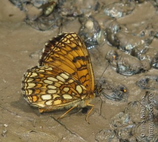 Melitaea ambigua