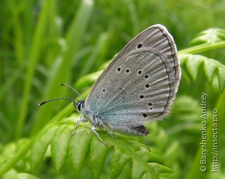 Glaucopsyche lycormas