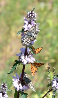 Melitaea latonigena