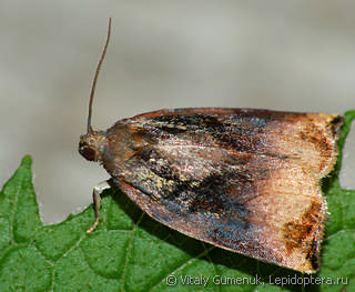 Archips podana