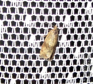 Celypha striana