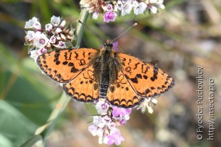 Melitaea latonigena