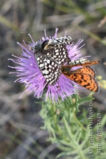 Melitaea latonigena